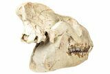 Fossil Running Rhino (Hyracodon) Skull - South Dakota #241156-6